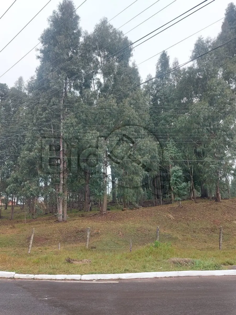 LOTE 015 - DESBASTE E RETIRADA DE EUCALIPITO