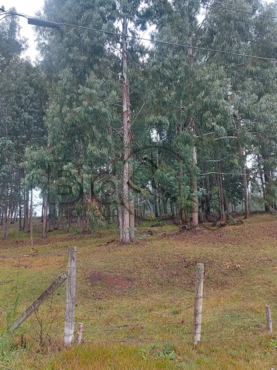 LOTE 015 - DESBASTE E RETIRADA DE EUCALIPITO