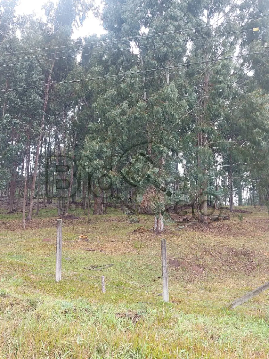 LOTE 015 - DESBASTE E RETIRADA DE EUCALIPITO